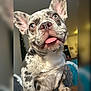 animal, blue_eyes, close_up, companion, cute, dog, domestic_animal, ears, expression, face, french_bulldog, fur, indoor, mammal, pet, playful, portrait, spotted_fur, tongue_out, whiskers