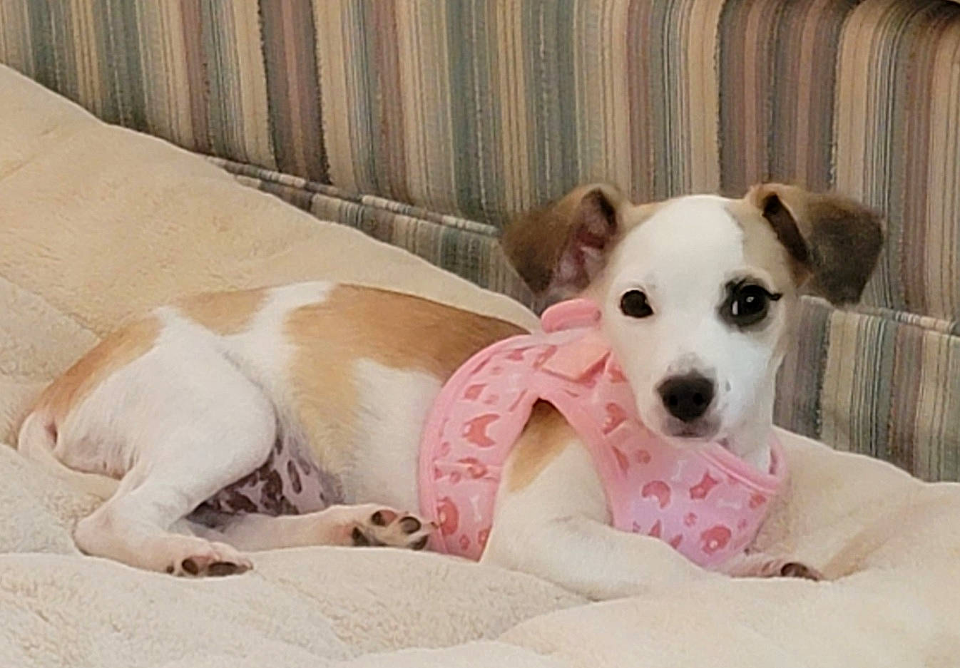 Lilbit is registered to the contest to win money with this photo: canidae, carnivore, collar, comfort, companion_dog, dog, dog_breed, dog_collar, dog_supply, fawn, linens, non_sporting_group, paw, pet_supply, puppy, snout, sporting_group, terrestrial_animal, whiskers, working_animal