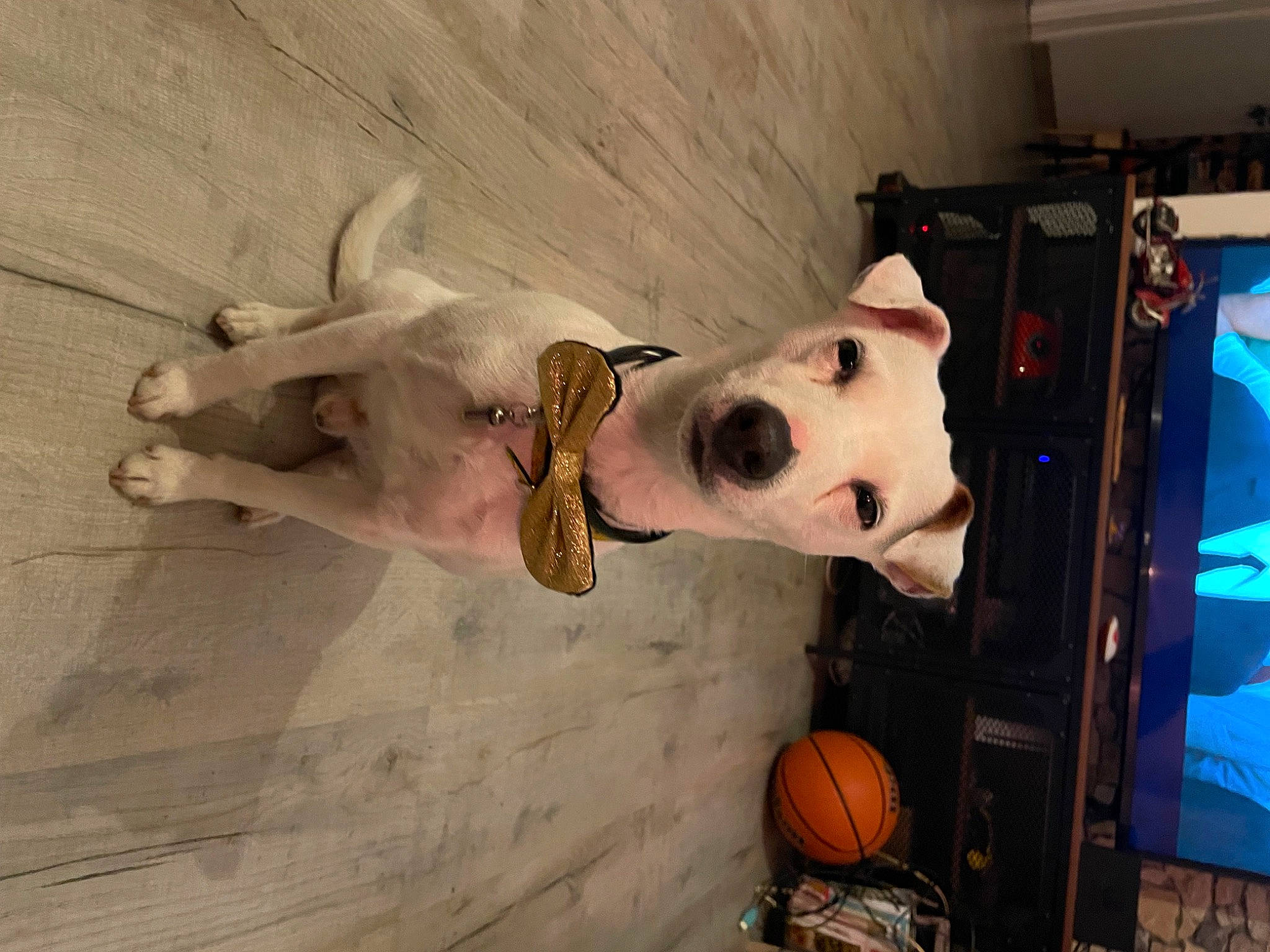 Milo a rejoint le concours — aidez-le/la à gagner de superbes lots ! art, ball, basketball, calabaza, canidae, carnivore, companion_dog, dog, dog_breed, door, fawn, fur, gourd, hat, machine, sporting_group, sports_toy, toy, wood, working_animal