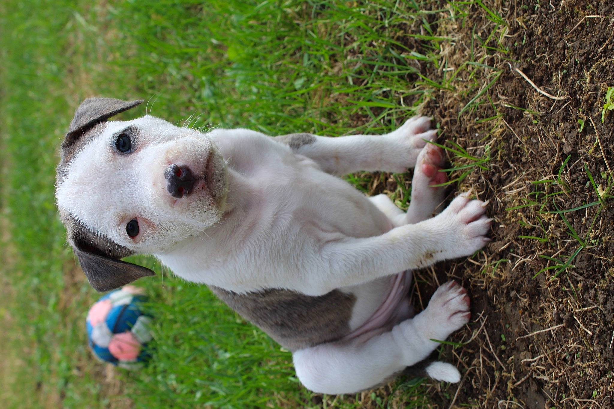 Achille a rejoint le concours — aidez-le/la à gagner de superbes lots ! canidae, carnivore, collar, companion_dog, dog, dog_breed, dog_collar, fawn, grass, groundcover, mammal, paw, plant, snout, sporting_group, sports_toy, tail, toy, vertebrate, working_animal