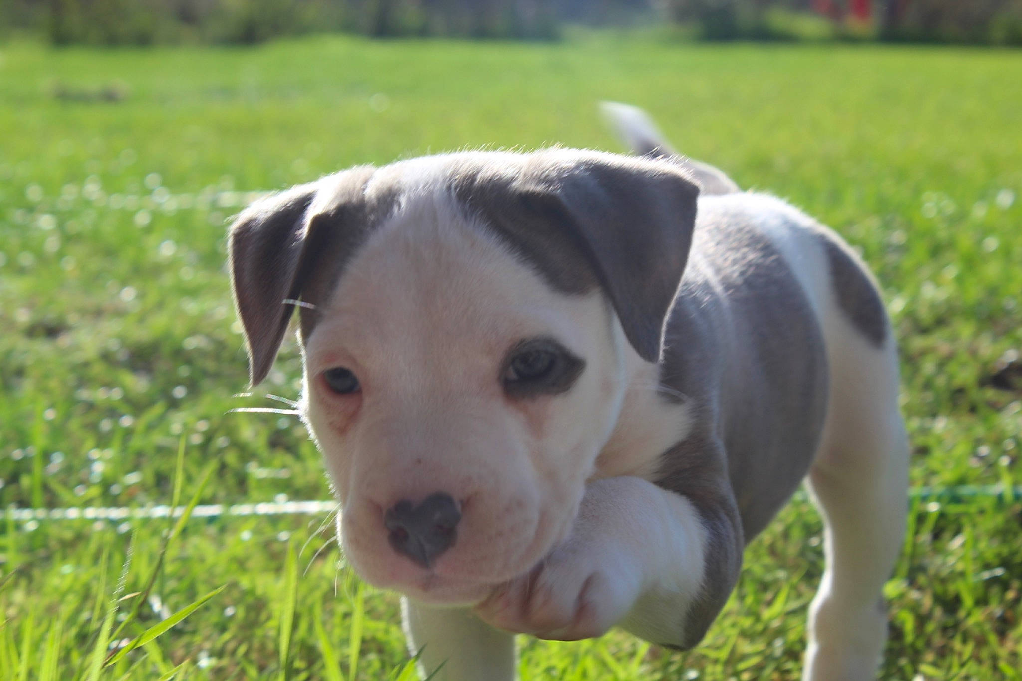 Achille a rejoint le concours — aidez-le/la à gagner de superbes lots ! canidae, carnivore, collar, companion_dog, dog, dog_breed, dog_collar, eye, fawn, field, grass, grassland, pasture, plant, snout, sporting_group, terrestrial_animal, whiskers, working_animal, working_dog