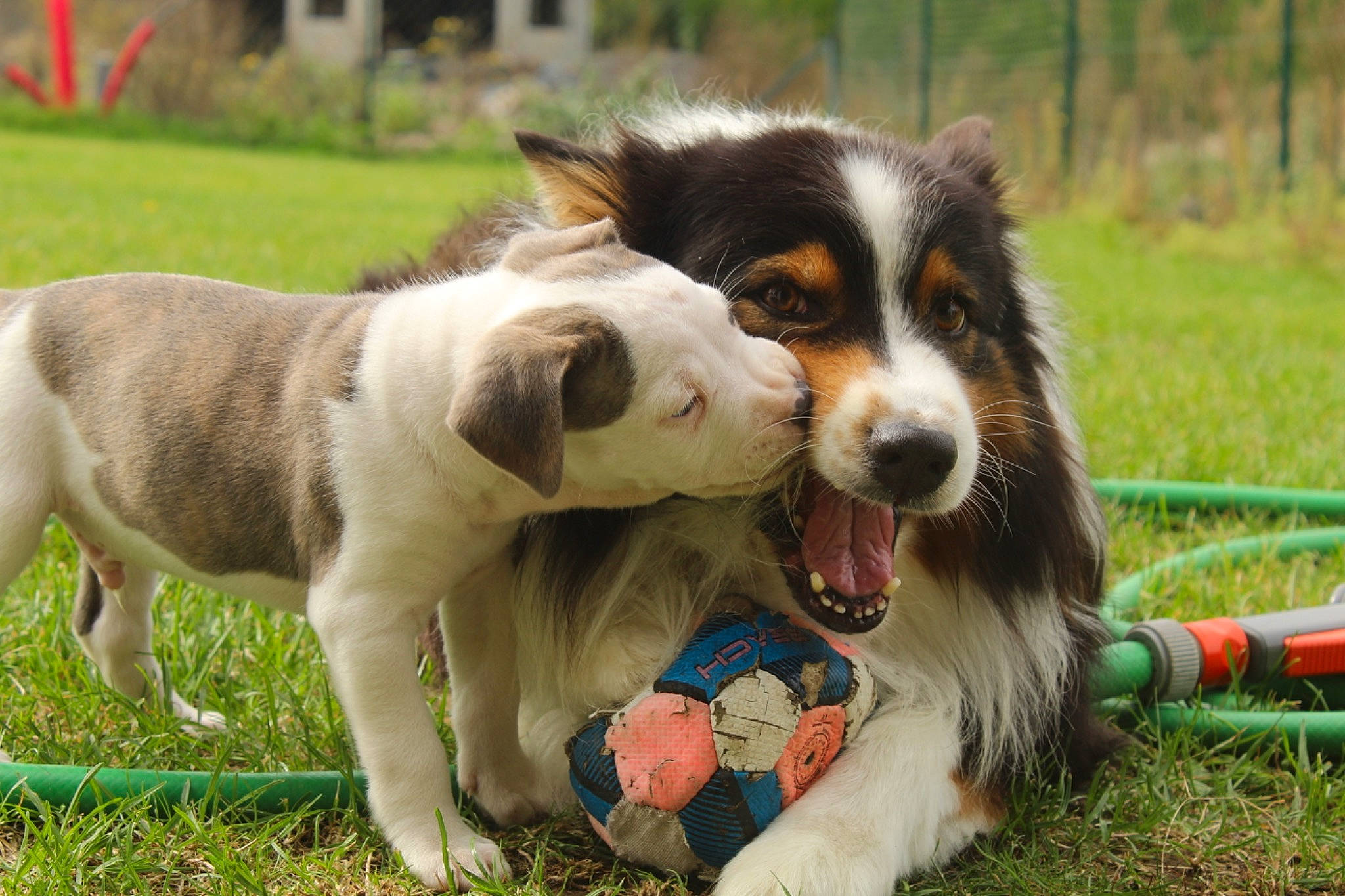 Achille participe au concours pour gagner de l'argent avec cette photo : canidae, carnivore, collar, companion_dog, dog, dog_breed, dog_supply, fur, grass, herding_dog, plant, snout, sporting_group, terrestrial_animal, whiskers, working_animal, working_dog