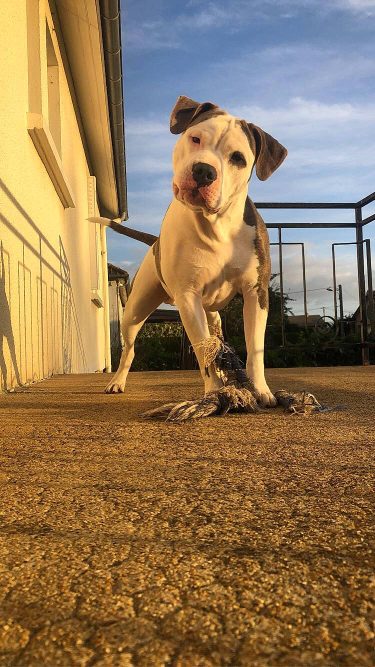 Achille a rejoint le concours — aidez-le/la à gagner de superbes lots ! art, building, canidae, carnivore, cloud, collar, companion_dog, dog, dog_breed, dog_collar, fawn, landscape, shadow, sky, snout, soil, sporting_group, tail, whiskers, working_animal