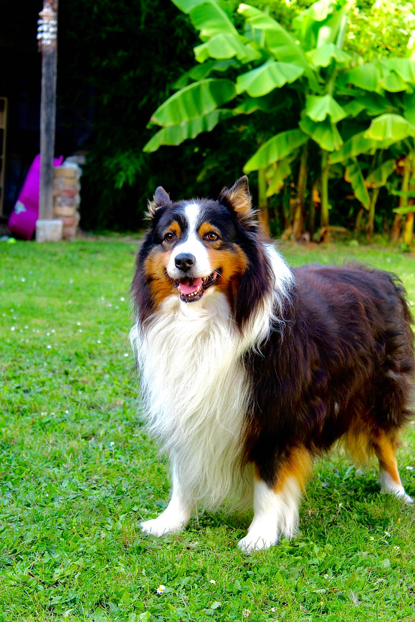 Hooky a rejoint le concours — aidez-le/la à gagner de superbes lots ! bernese_mountain_dog, canidae, carnivore, collie, companion_dog, dog, dog_breed, grass, herding_dog, plant, sporting_group, tree, working_dog