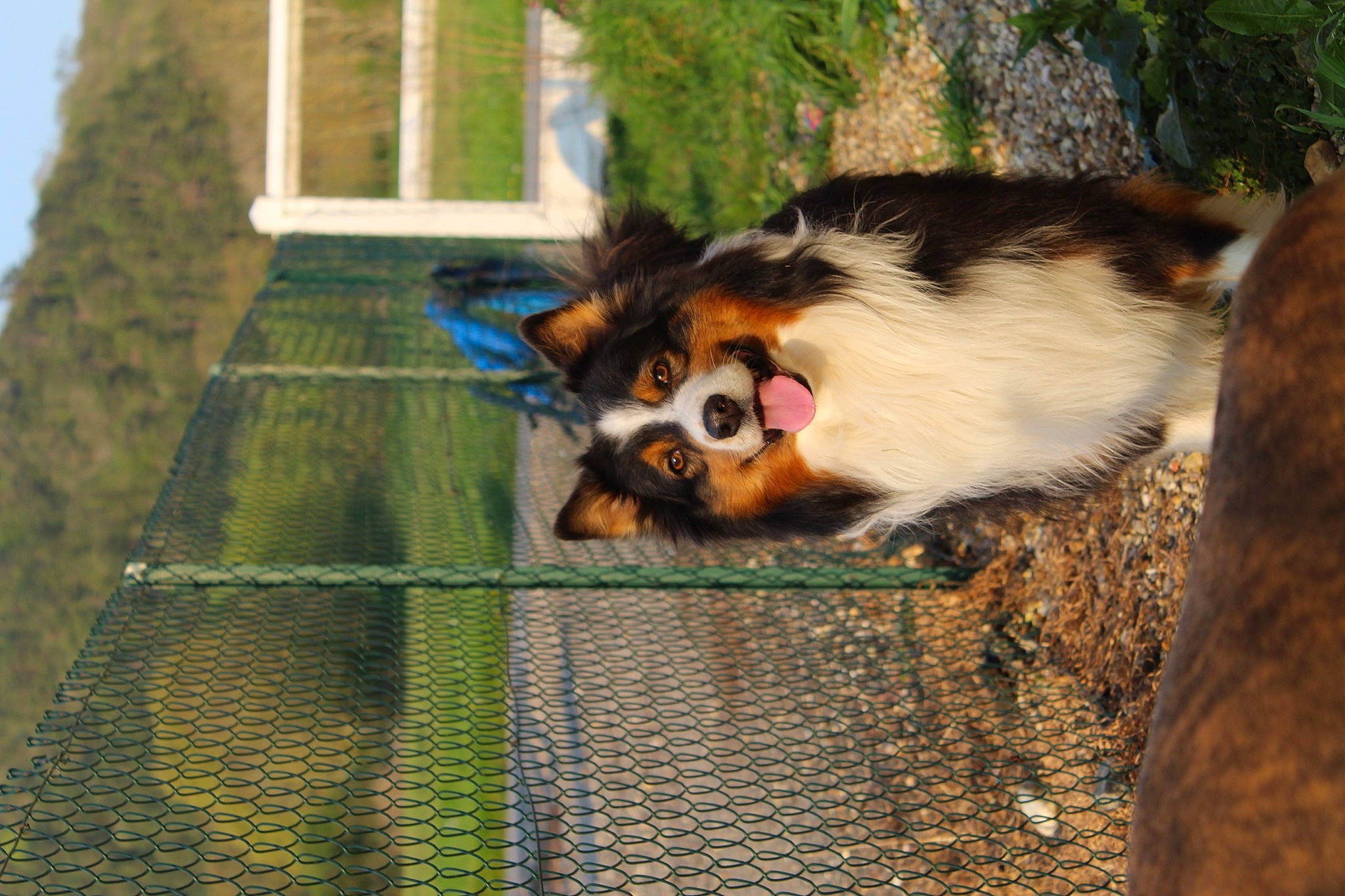 Hooky participe au concours pour gagner de l'argent avec cette photo : canidae, carnivore, cavalier_king_charles_spaniel, companion_dog, dog, dog_breed, fawn, king_charles_spaniel, mammal, phalene, puppy, spaniel, sporting_group, toy_dog, vertebrate