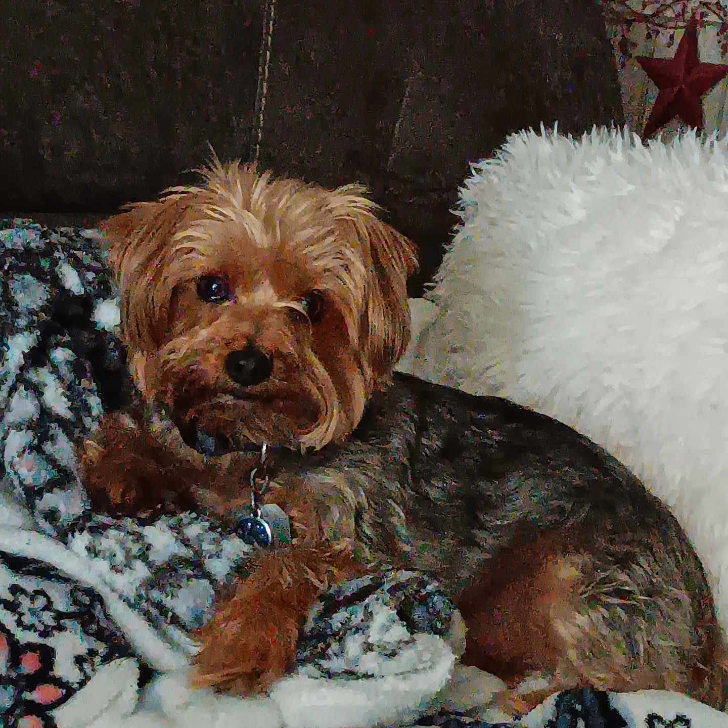 Cruise is registered to the contest to win money with this photo: affenpinscher, animal, bulldog, canine, chair, cockerspaniel, couch, cushion, dog, furniture, homedecor, person, pet, poodle, puppy, sleeping, terrier, whitedog