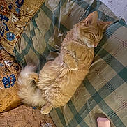 Leo joined the competition — help win amazing prizes! cat, sleeping, orange_tabby, bedspread, checkered, pillow, floral_pattern, indoor, pet, feline, cozy, resting, fur, tail, keychain, accessory, soft, relaxed, cute, home