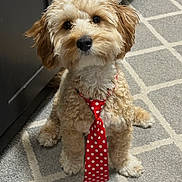 Kozmo joined the competition — help win amazing prizes! adorable, animal, carpet, companion, curly_fur, cute, dog, domestic, fluffy, friendly, fur, indoor, looking_up, pet, polka_dot, puppy, red_tie, sitting, small_dog, tie