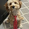 adorable, animal, carpet, companion, curly_fur, cute, dog, domestic, fluffy, friendly, fur, indoor, looking_up, pet, polka_dot, puppy, red_tie, sitting, small_dog, tie