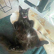 Astone a rejoint le concours — aidez-le/la à gagner de superbes lots ! animal, black_cat, blanket, cat, cozy, cute, floor_tiles, fluffy, furniture, indoor, living_room, lying_down, paw, pet, playful, relaxed, resting, speaker, television, tongue_out