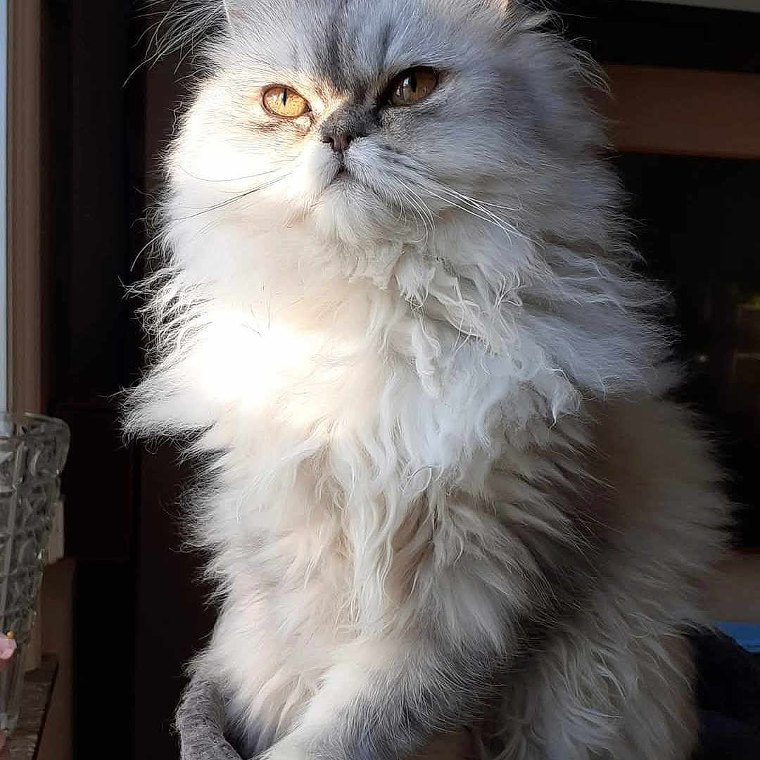 Perla participe au concours pour gagner de l'argent avec cette photo : amber_eyes, animal, cat, closeup, cozy, cute, domestic_cat, feline, fluffy, fur, indoor, long_hair, mammal, paw, perch, pet, portrait, relaxed, sunlight, whiskers