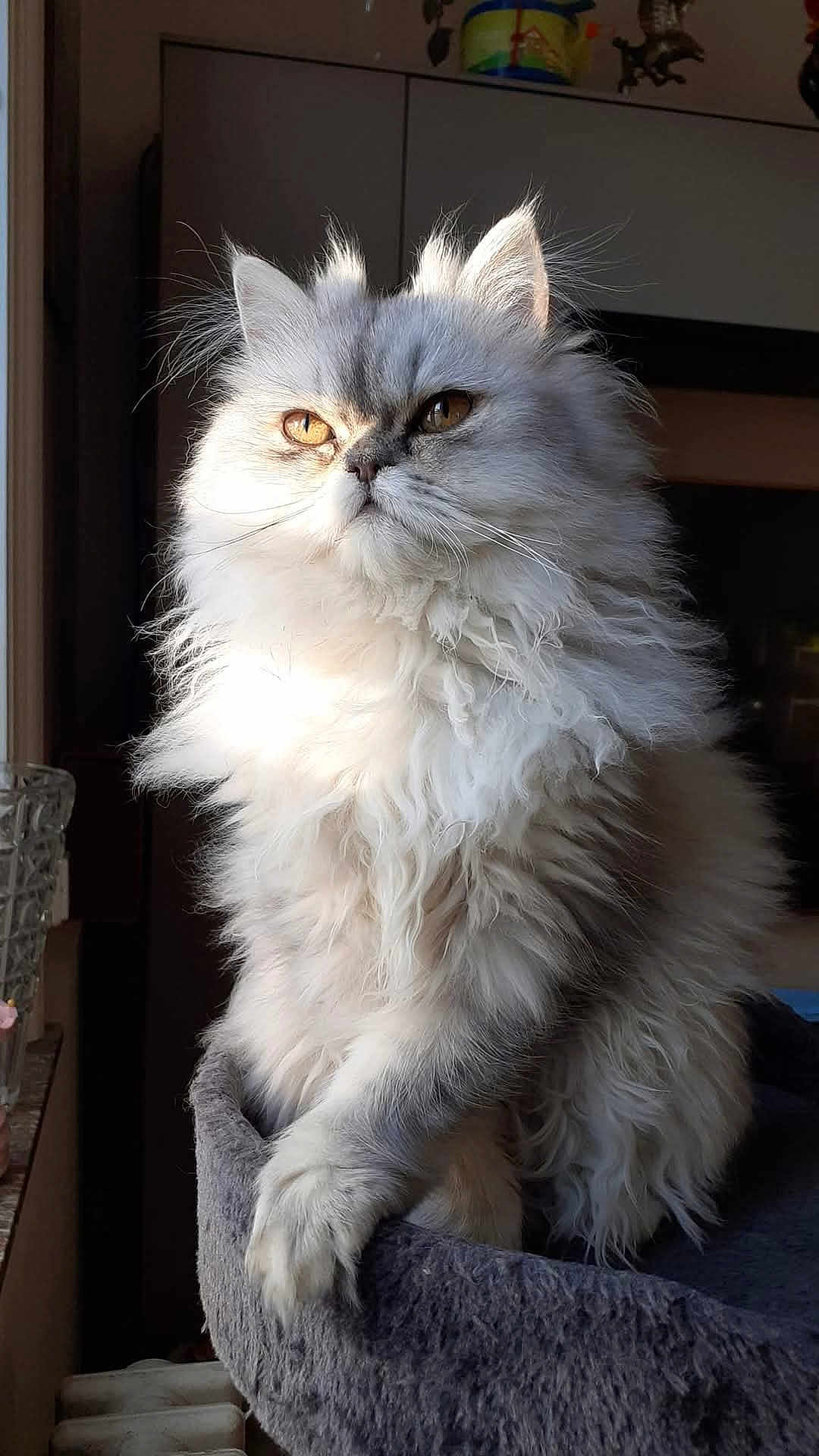 Perla participe au concours pour gagner de l'argent avec cette photo : cat, fluffy, long_hair, amber_eyes, sunlight, indoor, pet, cozy, perch, fur, animal, mammal, relaxed, portrait, closeup, whiskers, paw, feline, cute, domestic_cat