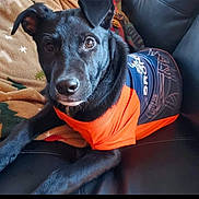 Wesley is registered to the contest to win money with this photo: animal, ball, baseballcap, canine, cap, clothing, couch, cushion, dog, face, furniture, hat, head, homedecor, labradorretriever, person, pet, photography, portrait, puppy