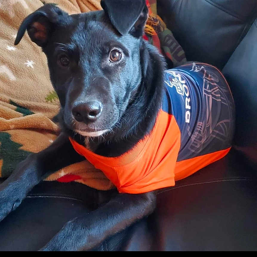 Wesley is registered to the contest to win money with this photo: animal, ball, baseballcap, canine, cap, clothing, couch, cushion, dog, face, furniture, hat, head, homedecor, labradorretriever, person, pet, photography, portrait, puppy