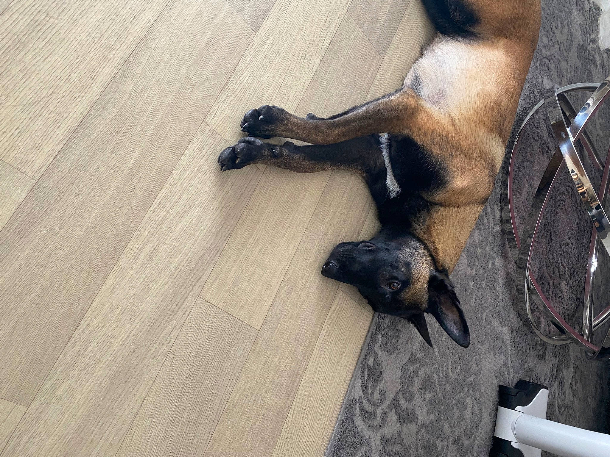 Tya a rejoint le concours — aidez-le/la à gagner de superbes lots ! canidae, carnivore, claw, dog, dog_breed, fawn, flooring, fur, grey, hardwood, human_leg, paw, pet_supply, snout, sporting_group, tail, terrestrial_animal, wood, wood_flooring, wood_stain