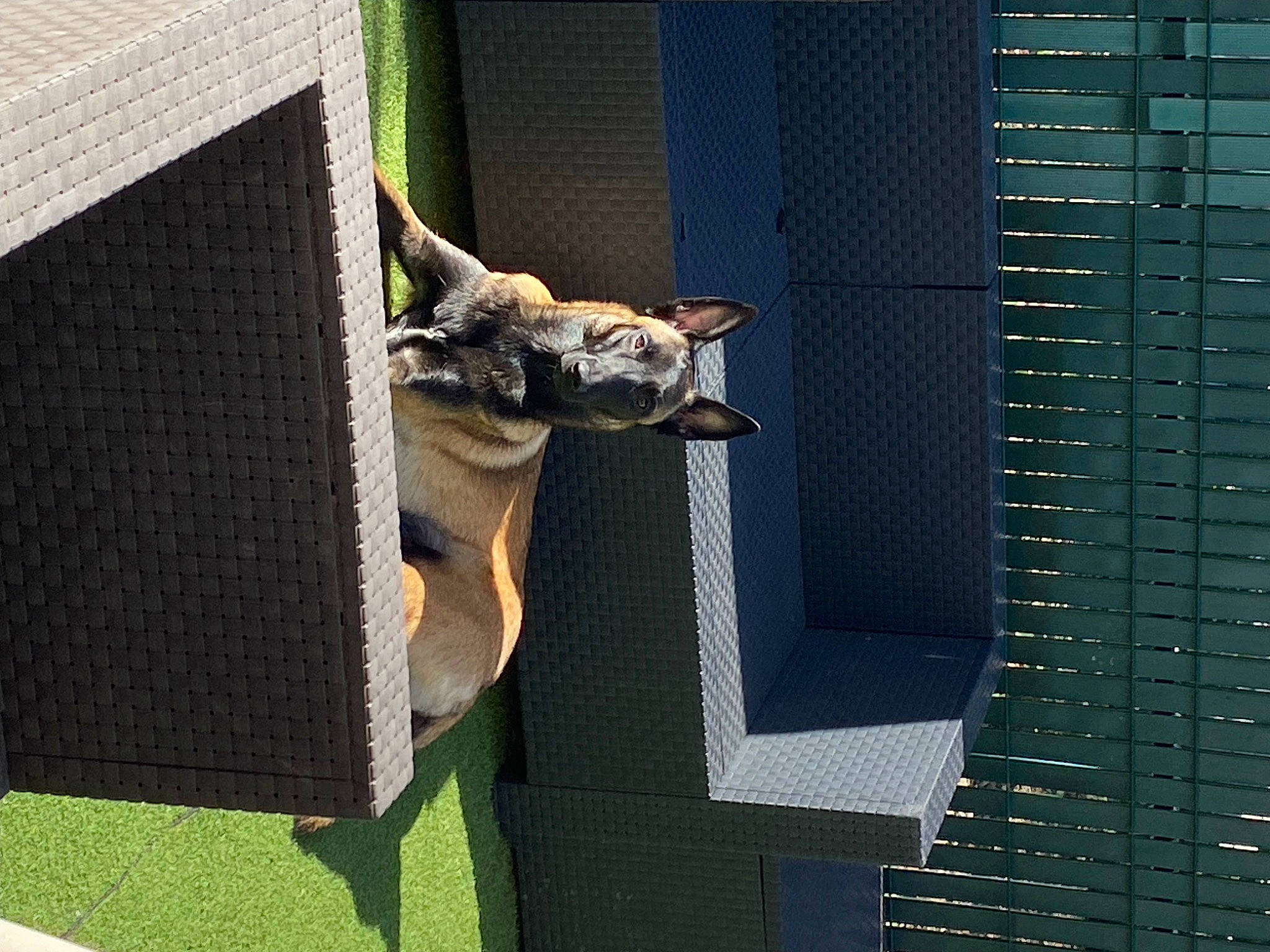 Tya a rejoint le concours — aidez-le/la à gagner de superbes lots ! architecture, art, cage, facade, fawn, felidae, grass, house, mesh, plant, rectangle, room, small_to_medium_sized_cats, tail, tower, tree, trunk, urban_design, whiskers, wood