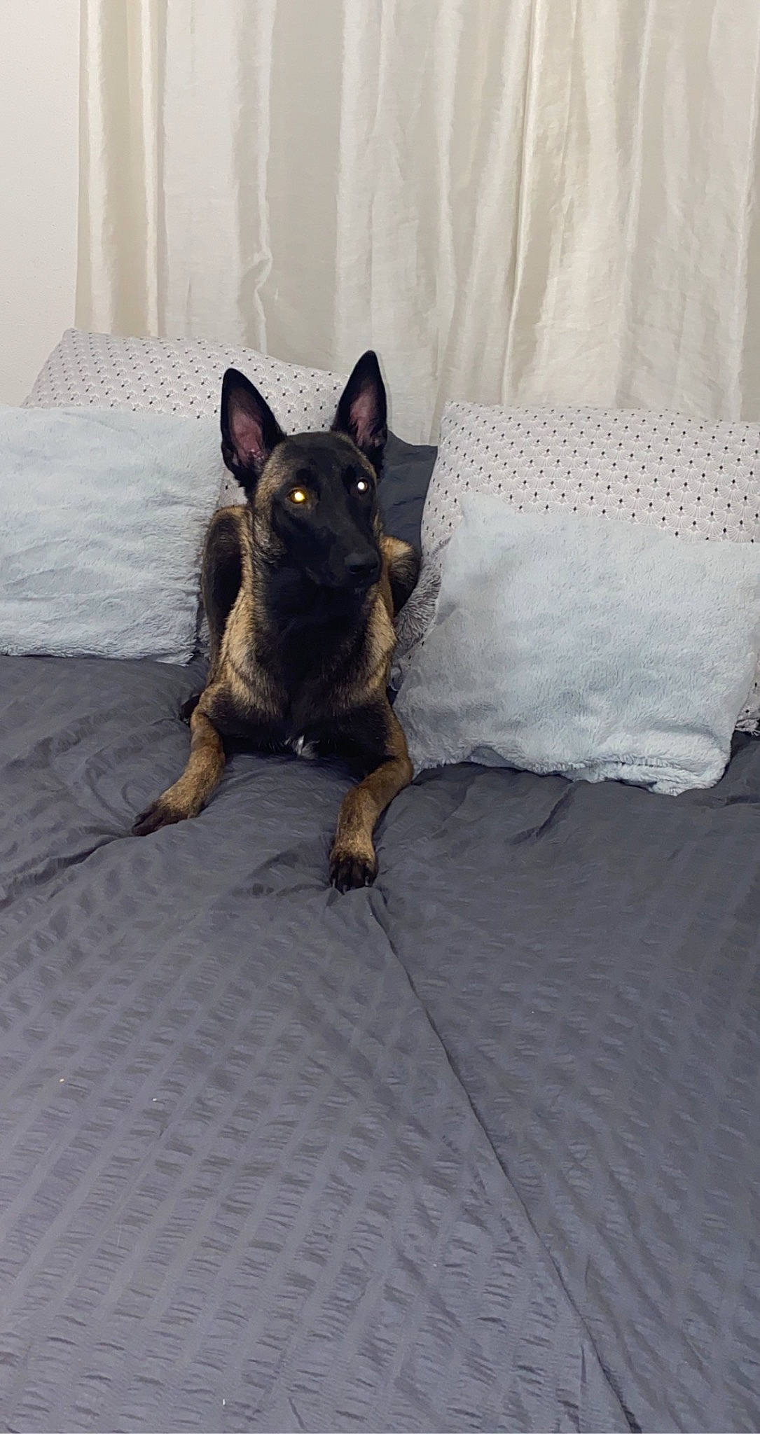 Tya participe au concours pour gagner de l'argent avec cette photo : canidae, carnivore, comfort, companion_dog, dog, dog_breed, fawn, felidae, flooring, fur, grey, paw, prazsky_krysarik, sitting, snout, sporting_group, tail, toy_dog, whiskers, working_animal