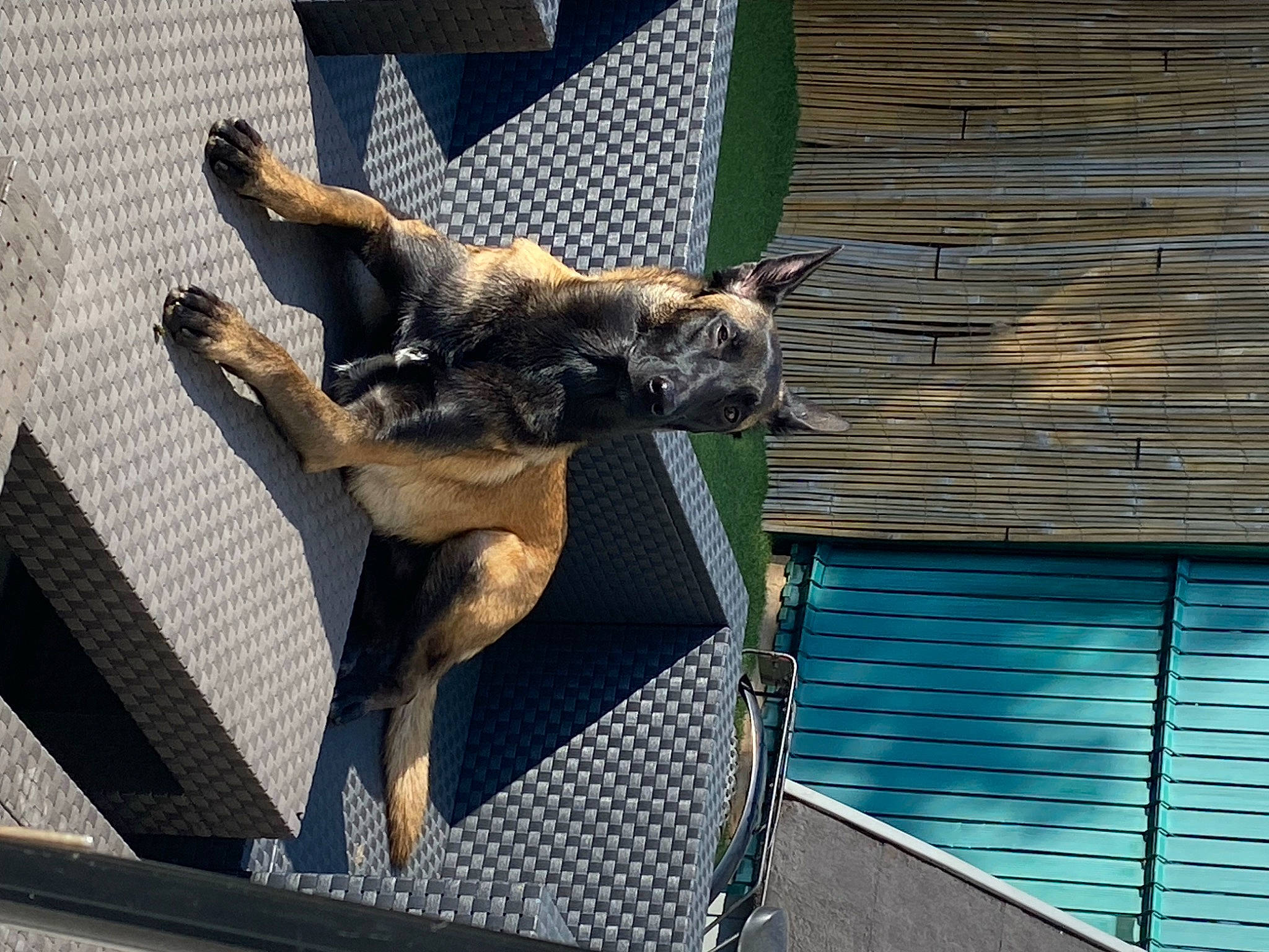 Tya a rejoint le concours — aidez-le/la à gagner de superbes lots ! art, bronze_sculpture, building, canidae, dog_breed, facade, fawn, guard_dog, metal, monument, roof, sculpture, sporting_group, statue, tail, water, window, wing, wood