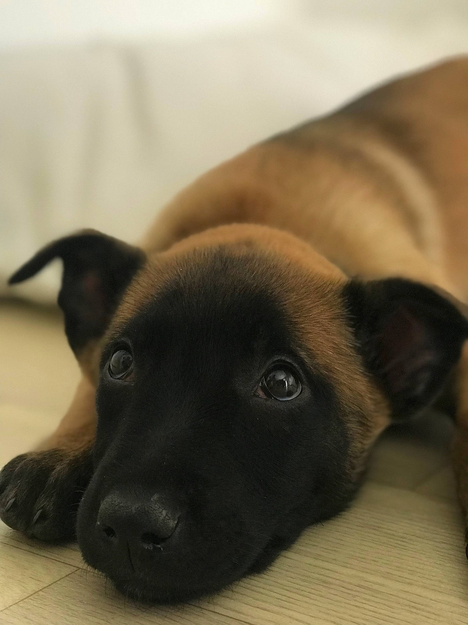 Tya a rejoint le concours — aidez-le/la à gagner de superbes lots ! borador, canidae, carnivore, comfort, companion_dog, dog, dog_breed, fawn, fur, grey, liver, puppy, snout, terrestrial_animal, whiskers, working_animal