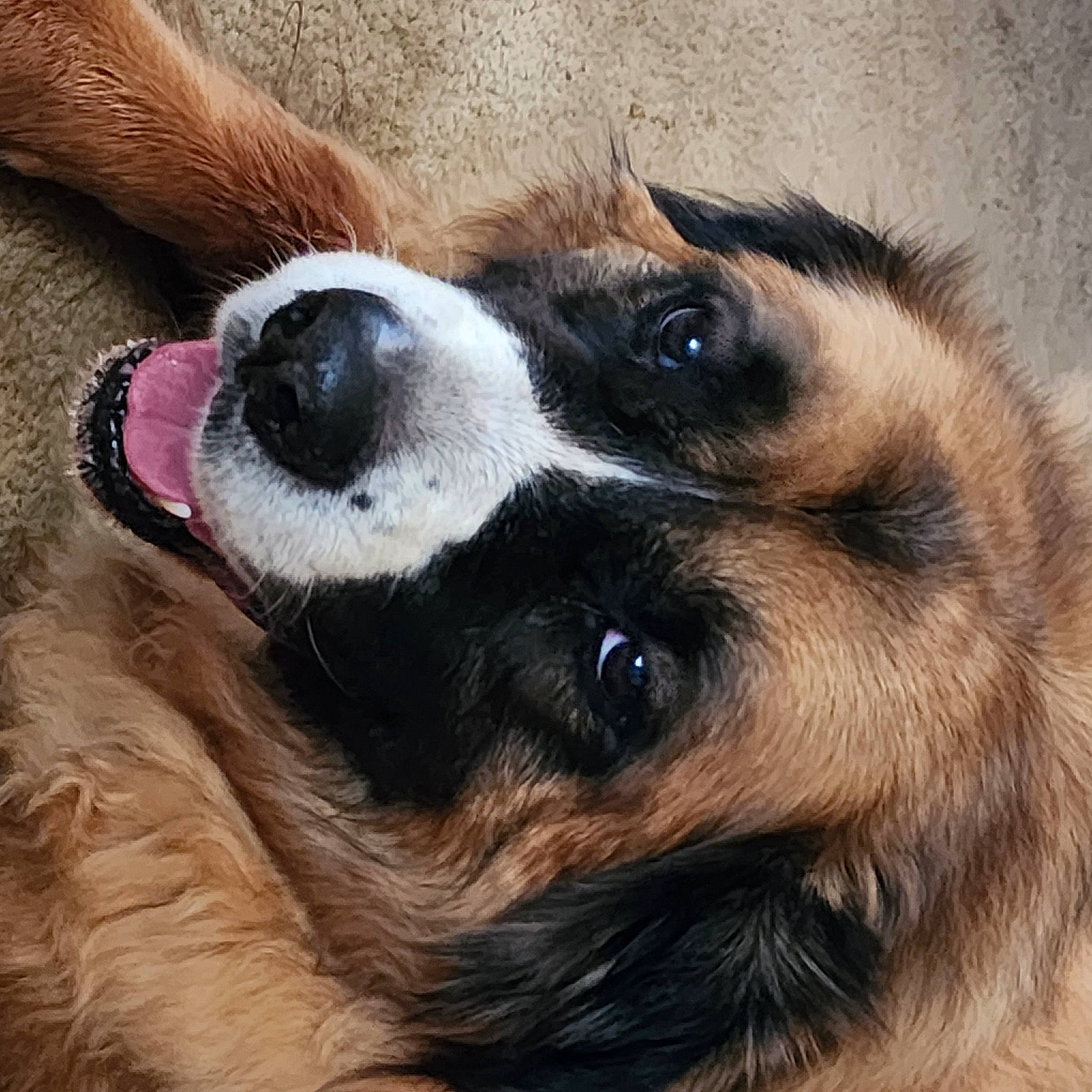 Sydbear joined the competition — help win amazing prizes! canidae, carnivore, close_up, collar, companion_dog, dog, dog_breed, dog_collar, ear, eye, fawn, fur, iris, paw, pet_supply, snout, sporting_group, toy_dog, whiskers, working_animal