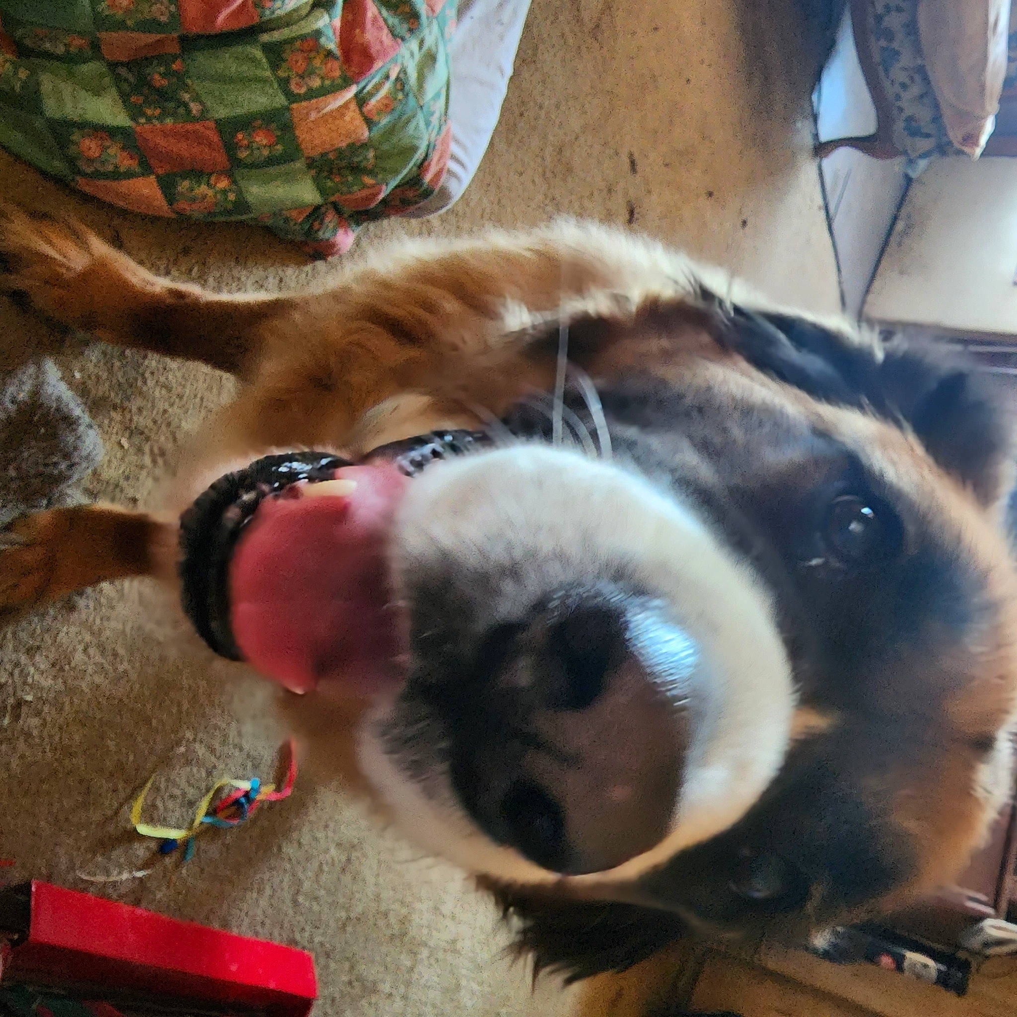 Sydbear joined the competition — help win amazing prizes! canidae, carnivore, collar, comfort, companion_dog, dog, dog_breed, ear, fawn, foot, fur, human_leg, paw, pet_supply, snout, sporting_group, toy_dog, whiskers, wood, working_animal