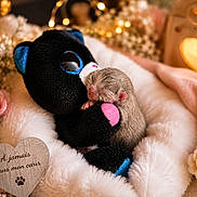 Ponyo participe au concours pour gagner de l'argent avec cette photo : newborn_animal, baby_animal, small_mammal, fur, plush_toy, stuffed_animal, blanket, fleece, flowers, rose, baby_breath, candle, fairy_lights, warm_lighting, heart_decoration, keepsake, paw_print, cozy, still_life, indoor