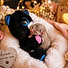 newborn_animal, baby_animal, small_mammal, fur, plush_toy, stuffed_animal, blanket, fleece, flowers, rose, baby_breath, candle, fairy_lights, warm_lighting, heart_decoration, keepsake, paw_print, cozy, still_life, indoor