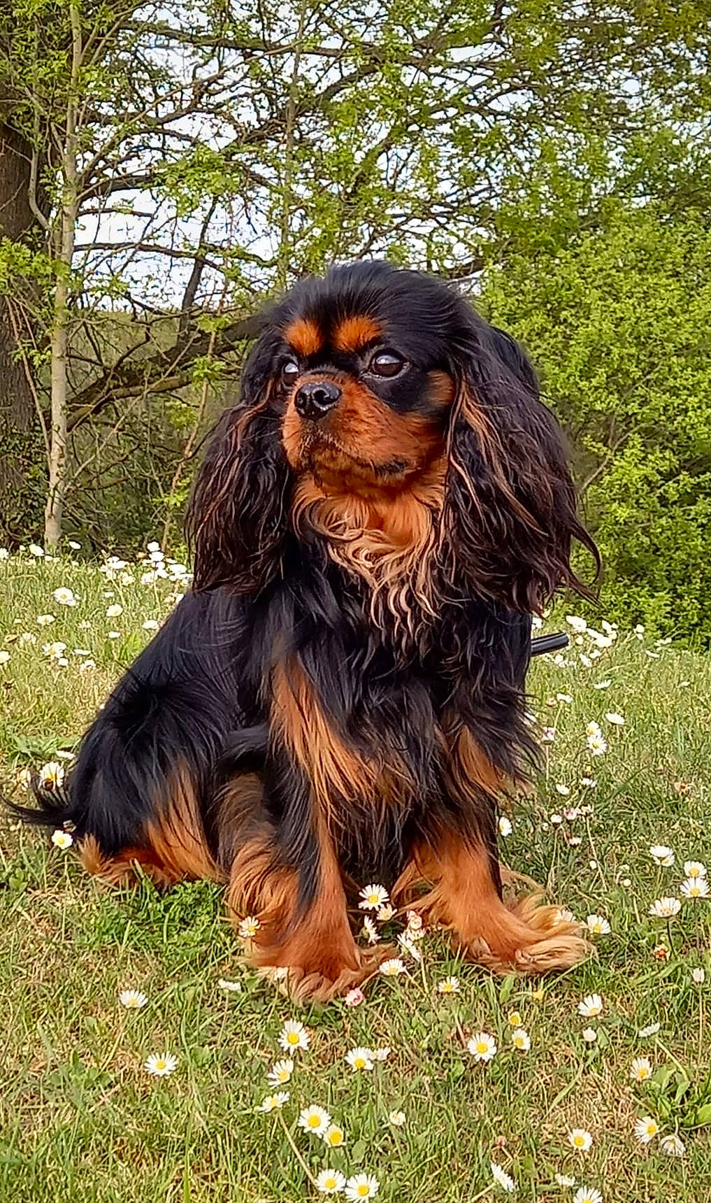 Milo a rejoint le concours — aidez-le/la à gagner de superbes lots ! art, carnivore, companion_dog, dog, dog_breed, grass, jungle, king_charles_spaniel, liver, plant, sporting_group, terrestrial_animal, tree, wildlife