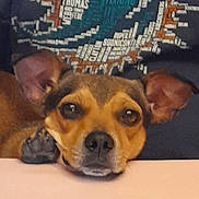 Manny joined the competition — help win amazing prizes! dog, puppy, pet, canine, brown_dog, small_dog, floppy_ears, large_ears, face, eyes, nose, paws, resting, lying_down, table, indoor, portrait, close_up, map_pattern, sleepy