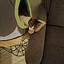 kitten, cat, pet_cave, plush_toy, wooden_table, grey_couch, floor, indoor, curious, resting, cozy, furniture, home, animal, small_pet, cute, soft, relaxing, domestic, whiskers