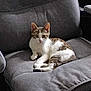 cat, tabby, white_fur, indoor, chair, cushion, pet, animal, feline, resting, curious, cozy, home_interior, gray, fur, ears, whiskers, paws, relaxed, seated
