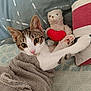 kitten, cat, towel, plush_toy, teddy_bear, heart, paw, bed, pillow, striped_pillow, patterned_sheet, cozy, cute, pet, indoor, young_cat, fur, whiskers, pink_nose, curious