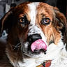 animal, brown_eyes, canine, close_up, collar, cute, dog, domestic_animal, expression, face, fur, fur_texture, indoor, licking, looking, muzzle, pet, portrait, tongue, whiskers