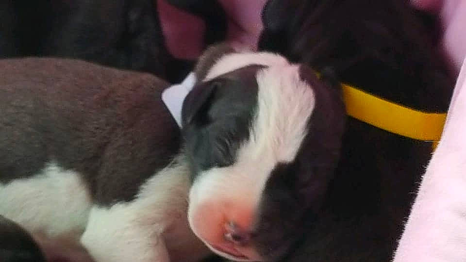 Ella is registered to the contest to win money with this photo: ball, bored, canidae, carnivore, comfort, companion_dog, dog, dog_breed, ear, fur, nap, non_sporting_group, paw, petal, sleep, snout, sporting_group, terrestrial_animal, whiskers, working_animal