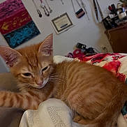Dogg is registered to the contest to win money with this photo: kitten, orange_tabby, cat, bed, blanket, floral_pattern, indoor, furniture, jewelry, decor, cozy, sleepy, pet, animal, whiskers, ears, paw, feline, resting, fur