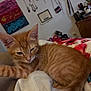 kitten, orange_tabby, cat, bed, blanket, floral_pattern, indoor, furniture, jewelry, decor, cozy, sleepy, pet, animal, whiskers, ears, paw, feline, resting, fur