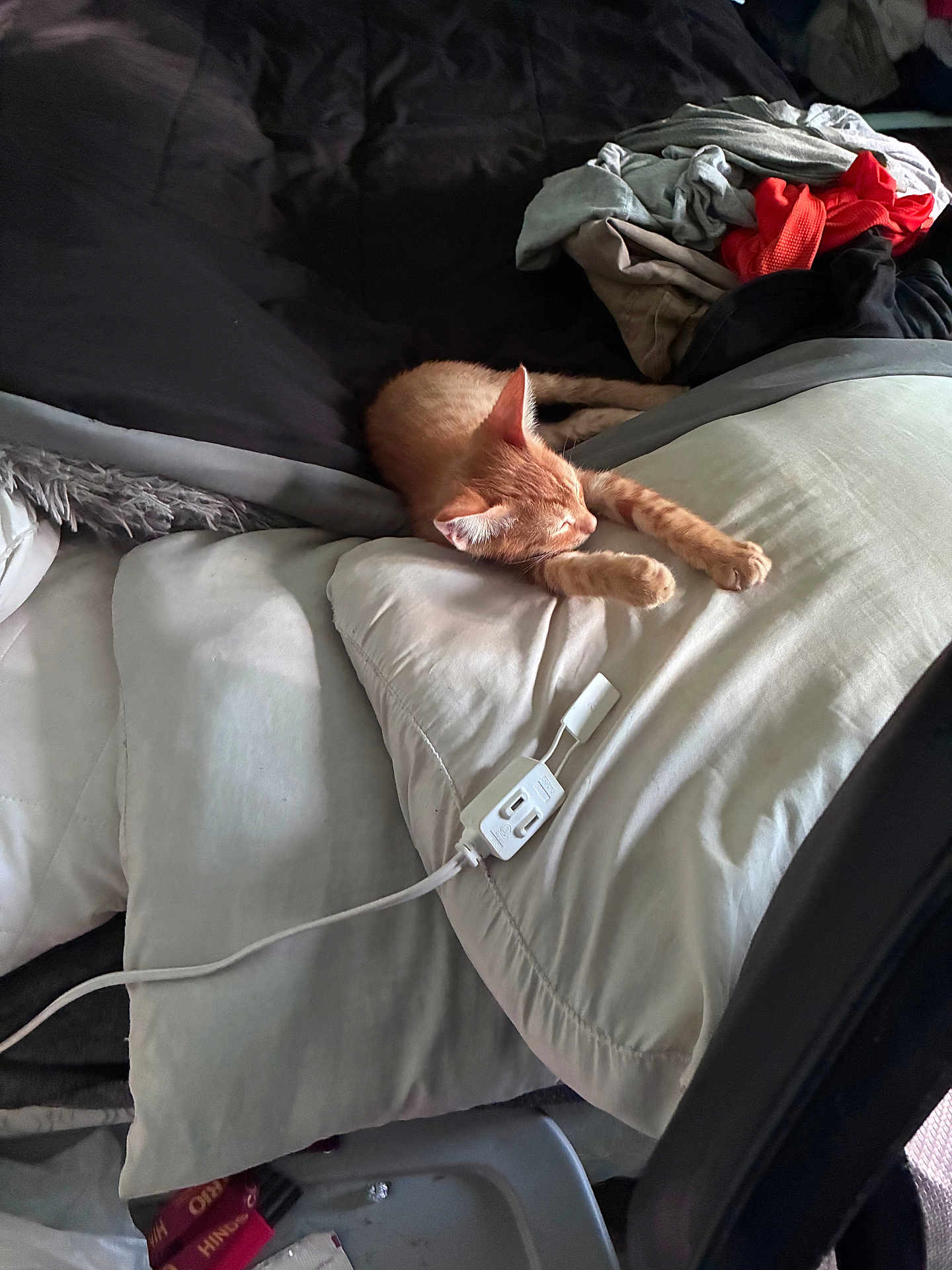 Dogg joined the competition — help win amazing prizes! kitten, cat, orange_cat, bed, pillow, blanket, indoor, resting, sleeping, pet, cozy, fur, animal, domestic_cat, cute, soft_light, relaxing, household, cord, messy_bed