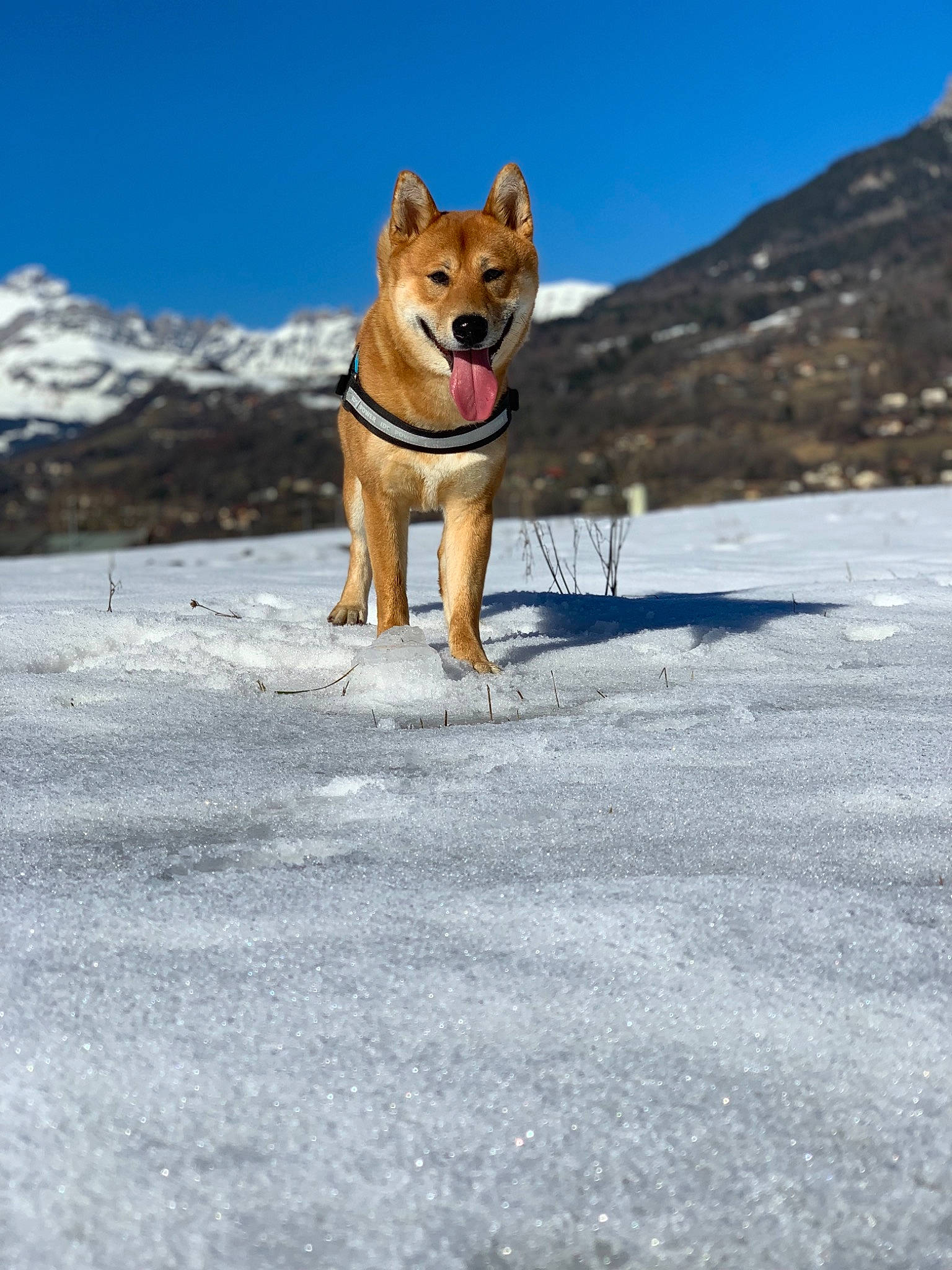 Leiko a rejoint le concours — aidez-le/la à gagner de superbes lots ! canidae, carnivore, collar, companion_dog, dog, dog_breed, dog_supply, freezing, glacial_landform, mountain_range, pet_supply, precipitation, ridge, slope, snout, snow, sporting_group, summit, tail, winter