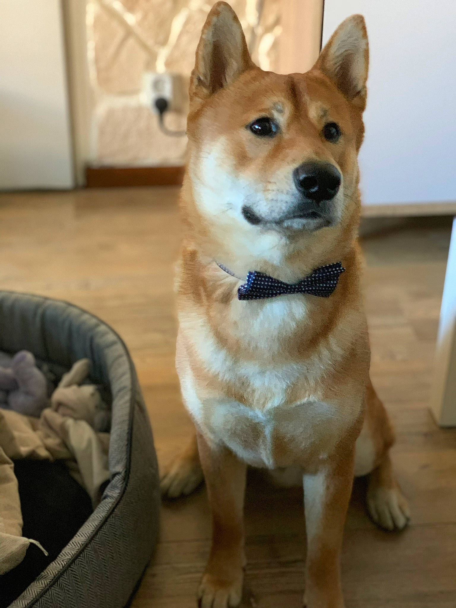 Leiko participe au concours pour gagner de l'argent avec cette photo : canidae, carnivore, collar, dingo, dog, dog_bed, dog_breed, dog_supply, fawn, floor, flooring, foot, hardwood, hokkaido, pet_supply, snout, sporting_group, wood, wood_stain, working_animal