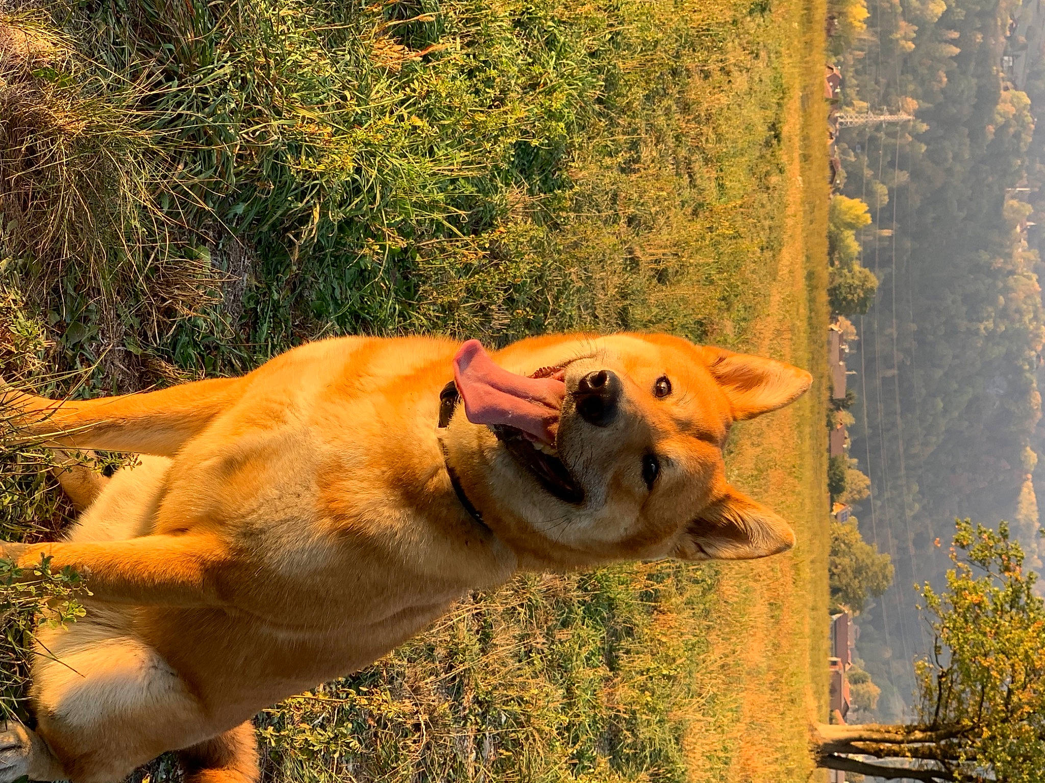 Leiko a rejoint le concours — aidez-le/la à gagner de superbes lots ! canidae, carnivore, collar, companion_dog, dog, dog_breed, dog_supply, fawn, hokkaido, hunting_dog, mammal, northern_hardwood_forest, old_growth_forest, snout, sporting_group, tail, temperate_broadleaf_and_mixed_forest, working_dog