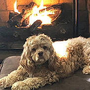 Ivy joined the competition — help win amazing prizes! dog, fireplace, cushion, indoor, pet, cozy, fur, curly_hair, brown, relaxing, home, warmth, wood, fire, animal, mammal, comfort, resting, domestic, companion