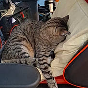 Spice is registered to the contest to win money with this photo: armrest, black_floor, cable, cat, chair, clone_trooper, computer_mouse, desk, electronics, feline, figurine, gaming_chair, home_office, indoor, orange_trim, pillow, relaxed, sleeping, tabby_cat, toy