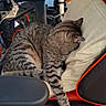 armrest, black_floor, cable, cat, chair, clone_trooper, computer_mouse, desk, electronics, feline, figurine, gaming_chair, home_office, indoor, orange_trim, pillow, relaxed, sleeping, tabby_cat, toy