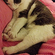 Michka participe au concours pour gagner de l'argent avec cette photo : animal, cat, comfort, cozy, cute, cute_pet, domestic_animal, feline, fur, indoor, mammal, nap, paw, pet, pink_blanket, relaxing, resting, sleeping, soft, whiskers