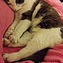 animal, cat, comfort, cozy, cute, cute_pet, domestic_animal, feline, fur, indoor, mammal, nap, paw, pet, pink_blanket, relaxing, resting, sleeping, soft, whiskers