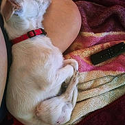Eevee joined the competition — help win amazing prizes! dog, white_dog, pet, sleeping, collar, lap, person, blanket, remote_control, indoor, cozy, resting, fur, cute, animal, domestic_animal, comfort, relaxation, home, companion