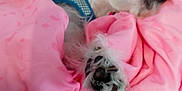 Eevee is registered to the contest to win money with this photo: dog, sleeping, blanket, pink, paw, fur, cozy, resting, indoor, pet, cute, snuggled, relaxing, animal, comfort, bed, colorful, quiet, peaceful