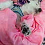 dog, sleeping, blanket, pink, paw, fur, cozy, resting, indoor, pet, cute, snuggled, relaxing, animal, comfort, bed, colorful, quiet, peaceful