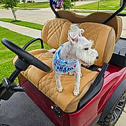 Snoop joined the competition — help win amazing prizes! dog, white_dog, bandana, blue_bandana, golf_cart, red_golf_cart, leather_seat, suburban, house, grass, sidewalk, steering_wheel, patriotic_decorations, stars, outdoor, pet, animal, vehicle, daylight, canine