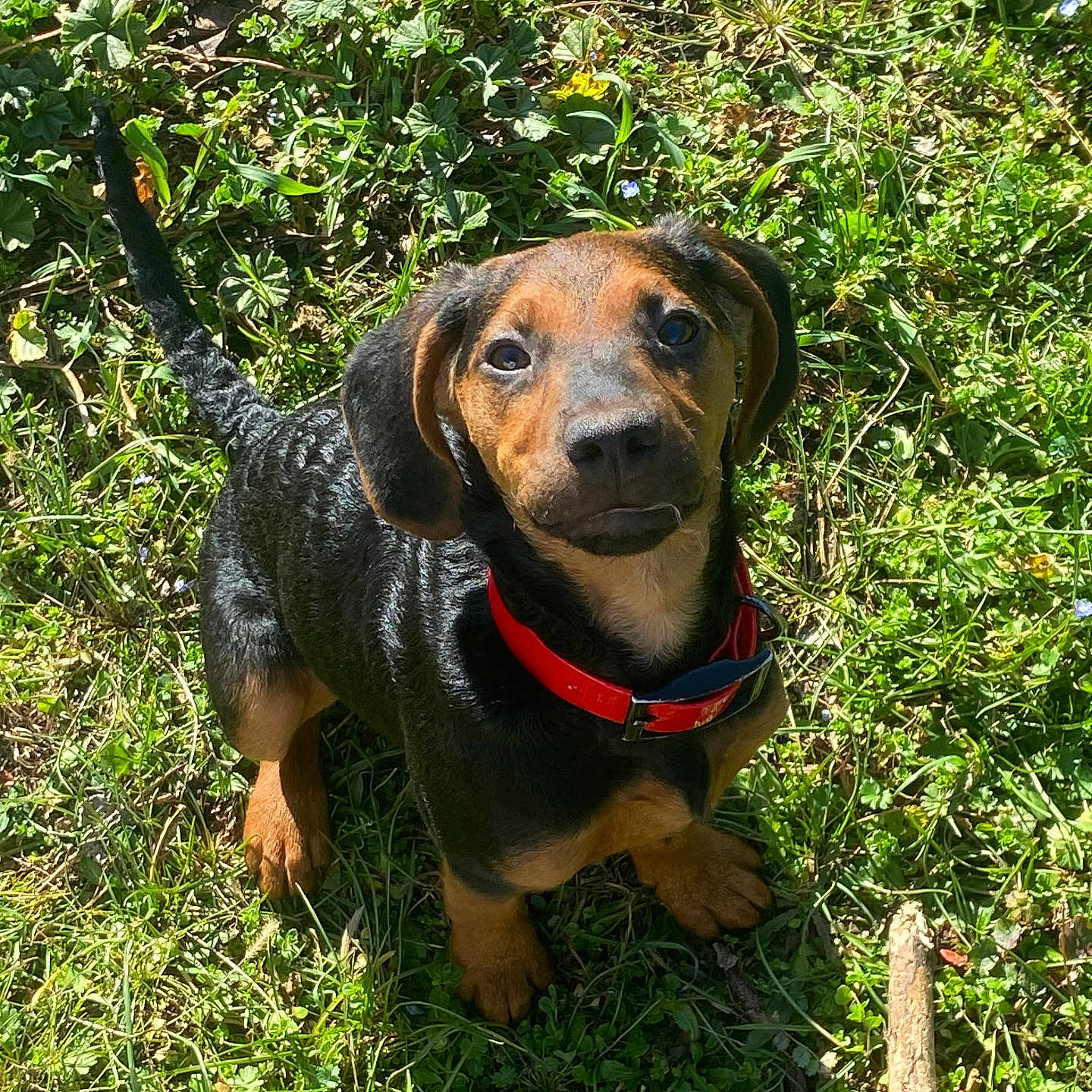 Ulma participe au concours pour gagner de l'argent avec cette photo : animal, canine, dog, flower, grass, green, grove, herbal, herbs, hound, land, nature, outdoors, pet, plant, puppy, rainforest, tree, vegetation, woodland